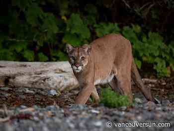 Cougars in B.C.: What to know about sightings, safety tips and what to do if you encounter one