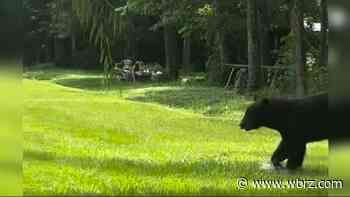 WATCH: Deputies on scene after bear sighting in Erwinville area