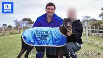Greyhound trainer faces integrity panel hearing on 26 animal welfare charges