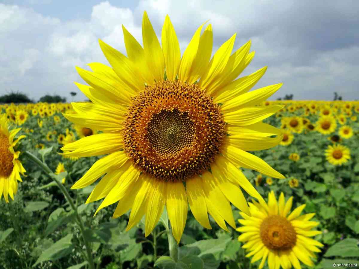 Planten weten wanneer het de langste dag van het jaar is (!) Alleen klimaatverandering brengt ze in de war