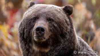 Two female grizzlies killed by trains in Banff National Park