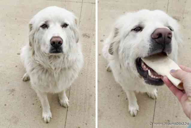 Hond ontsnapt ’s nachts en loopt 8 kilometer in het donker naar winkel voor zijn favoriete ontbijt: “5 uur zitten wachten tot ze opengingen”