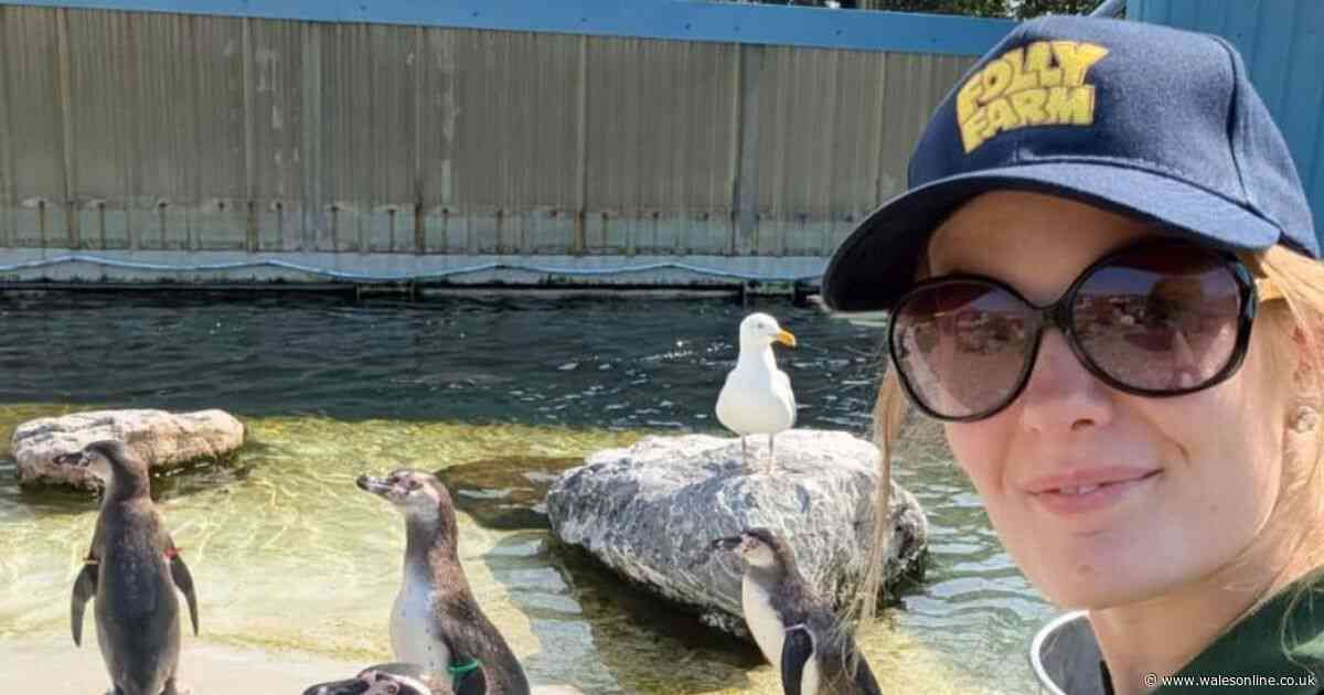 Zookeeper who cares for 42 penguins to represent Wales at international Miss Earth pageant