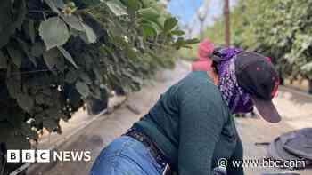 Hiding in the fields - farm workers fearing deportation stay in California's shadows