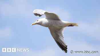 Bird flu case confirmed in gull on Kent coast