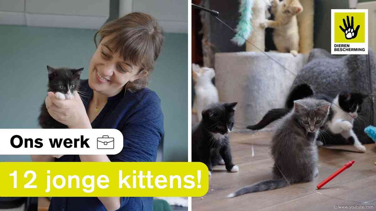 Een kijkje bij een gastgezin voor kittens