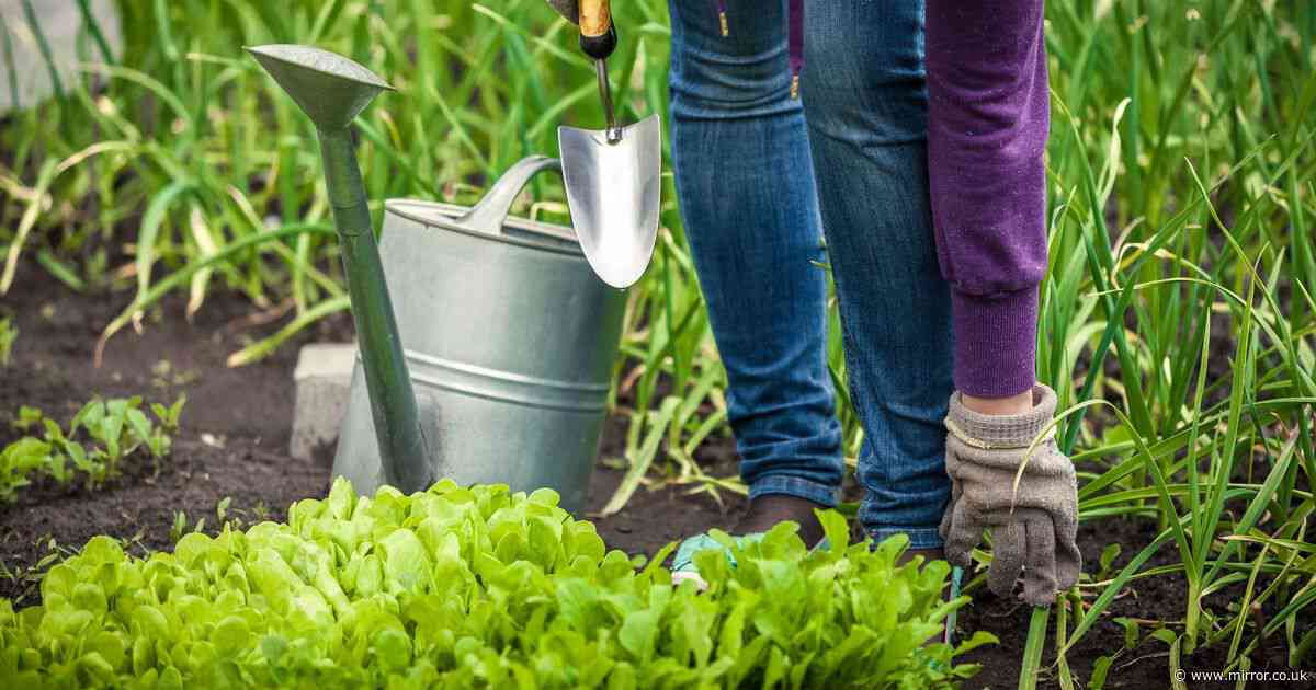 Gardeners urged to put garlic in plant water until October for important reason