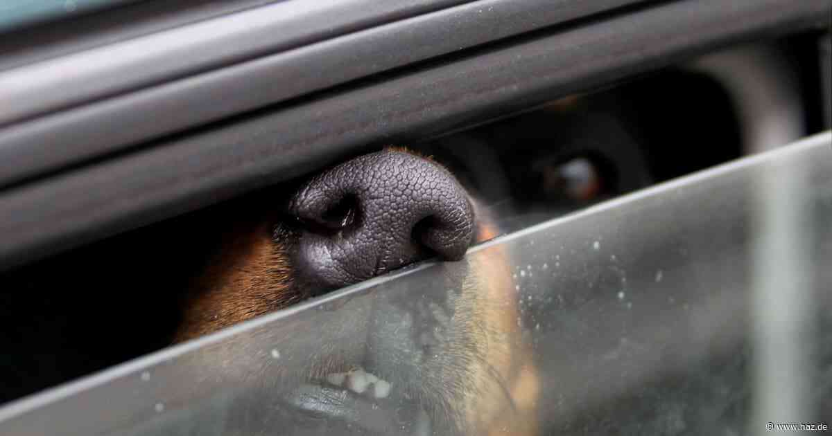 Hitzewelle in Niedersachsen: Tiere sollten nicht im Auto gelassen werden