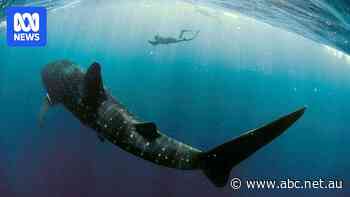 Crocs, sharks and deadly jellyfish sighted in tourist hotspot