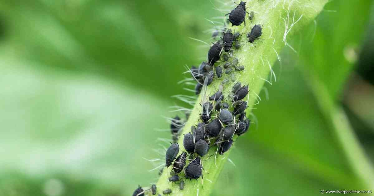 Aphids are invading gardens and here's how to stop them