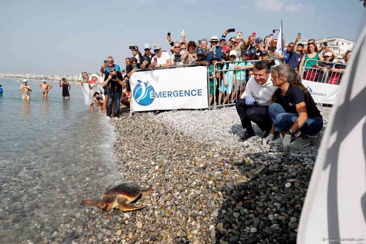 "Il faut vraiment qu’on partage cet espace de vie avec elles": deux tortues retrouvent la mer à Nice après des soins médicaux intenses