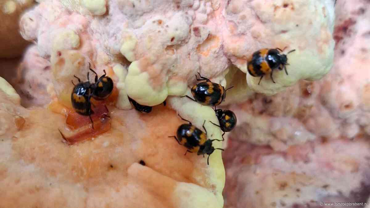 Dit insect bevindt zich levenslang op dezelfde zwam, Frans vertelt meer