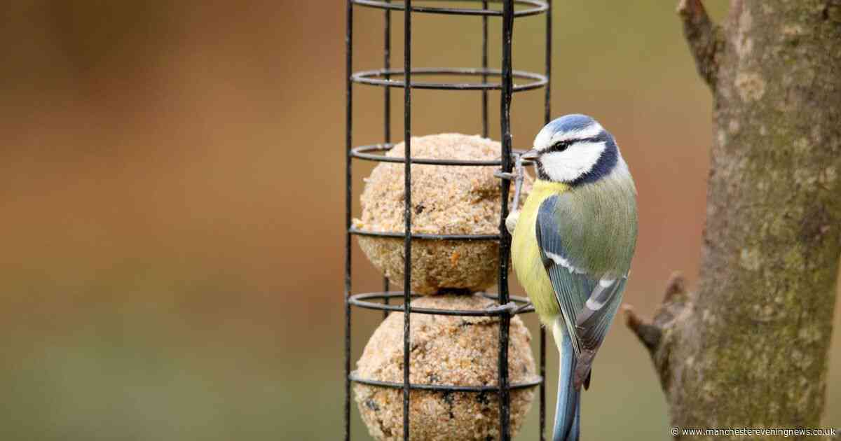 Why you shouldn't put 'fat balls' out for the birds when the temperature rises