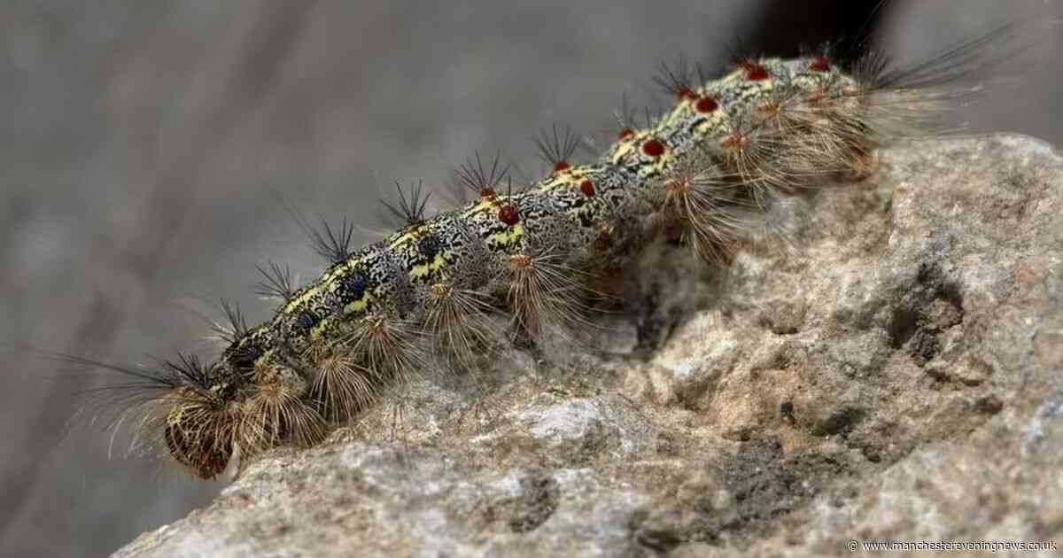 Gardeners warned about 'toxic' pest that's 'active' in June and can cause breathing problems