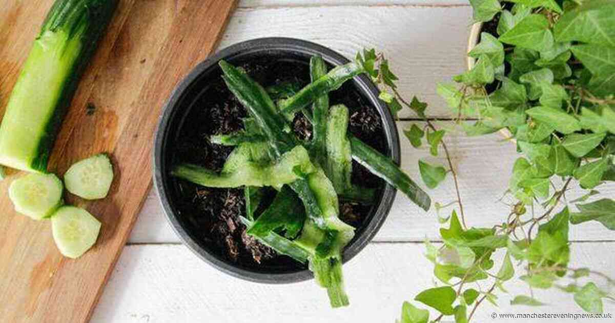 How cucumber peels can help keep slugs and snails out of your garden