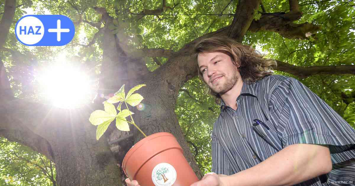 Baum als Zeitzeuge: Kastanie steht in Hannover im Zentrum eines Projekts gegen Nazis