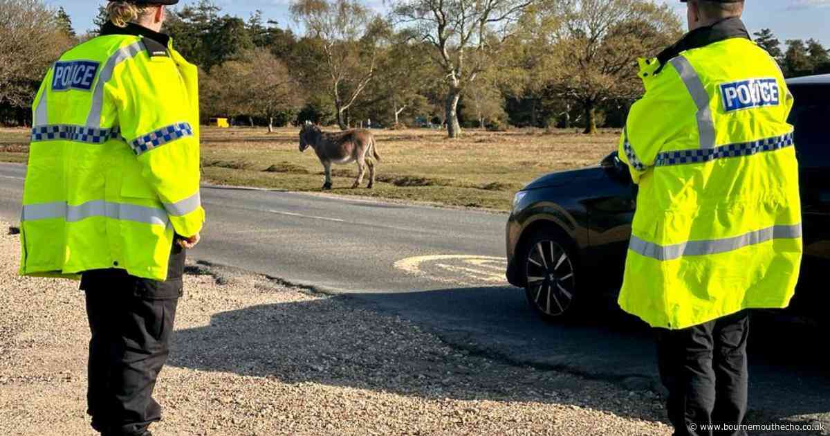 Two children kicked by ponies in New Forest as police issue safety advice