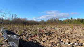 Fighting fire with forest: Saint John plants trees to safeguard drinking water supply