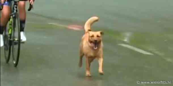 Hond maakt indruk met dertiende plek in koninginnenrit Ronde van Colombia