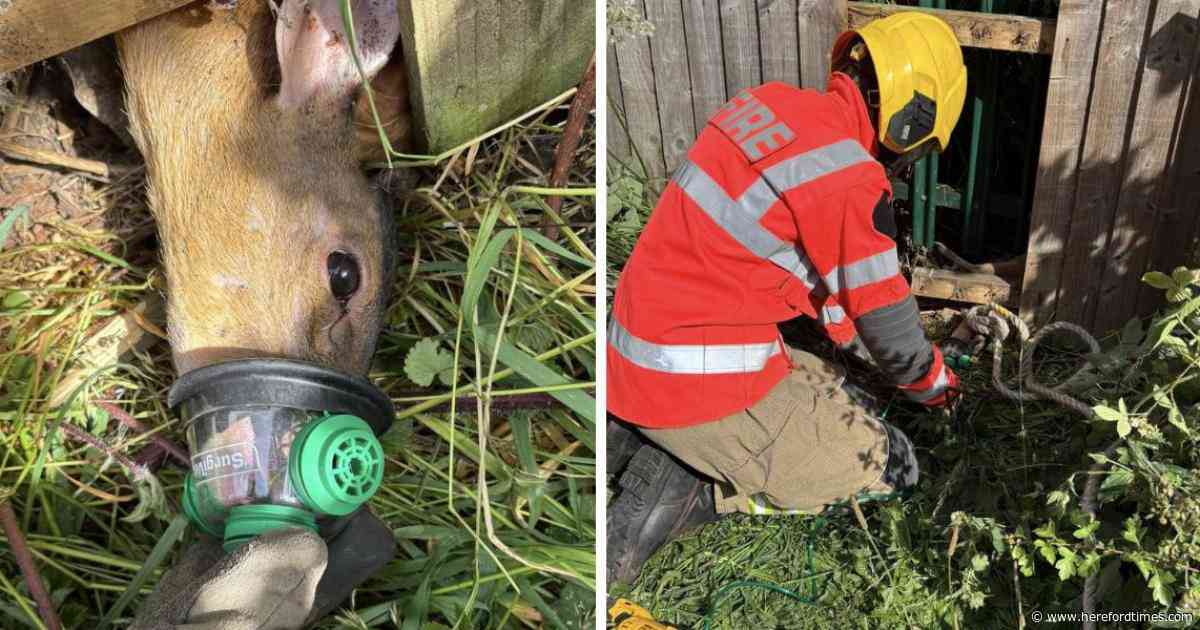 Hereford emergency services rescue deer stuck in fence