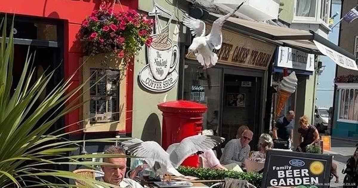 Thug seagulls filmed causing chaos in Tenby in pincer attack on tourists eating outside pub