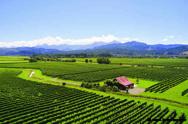 Cloudy Bay at 40: Raising a glass to a game changer