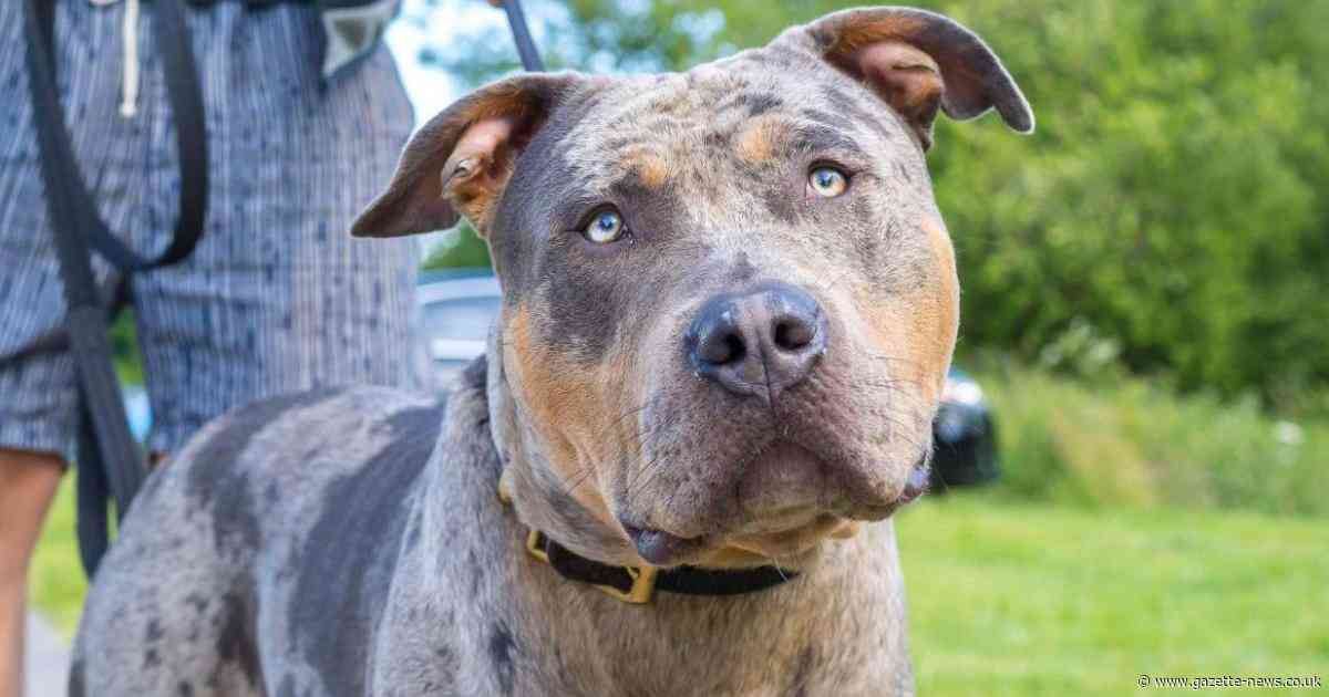 Here are the dog breeds you cannot legally keep