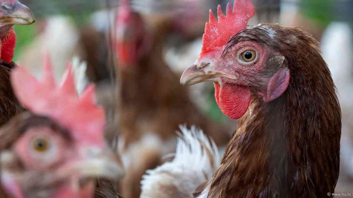 50.000 kippen omgekomen bij brand kippenhouderij in Limburgs dorp Heibloem