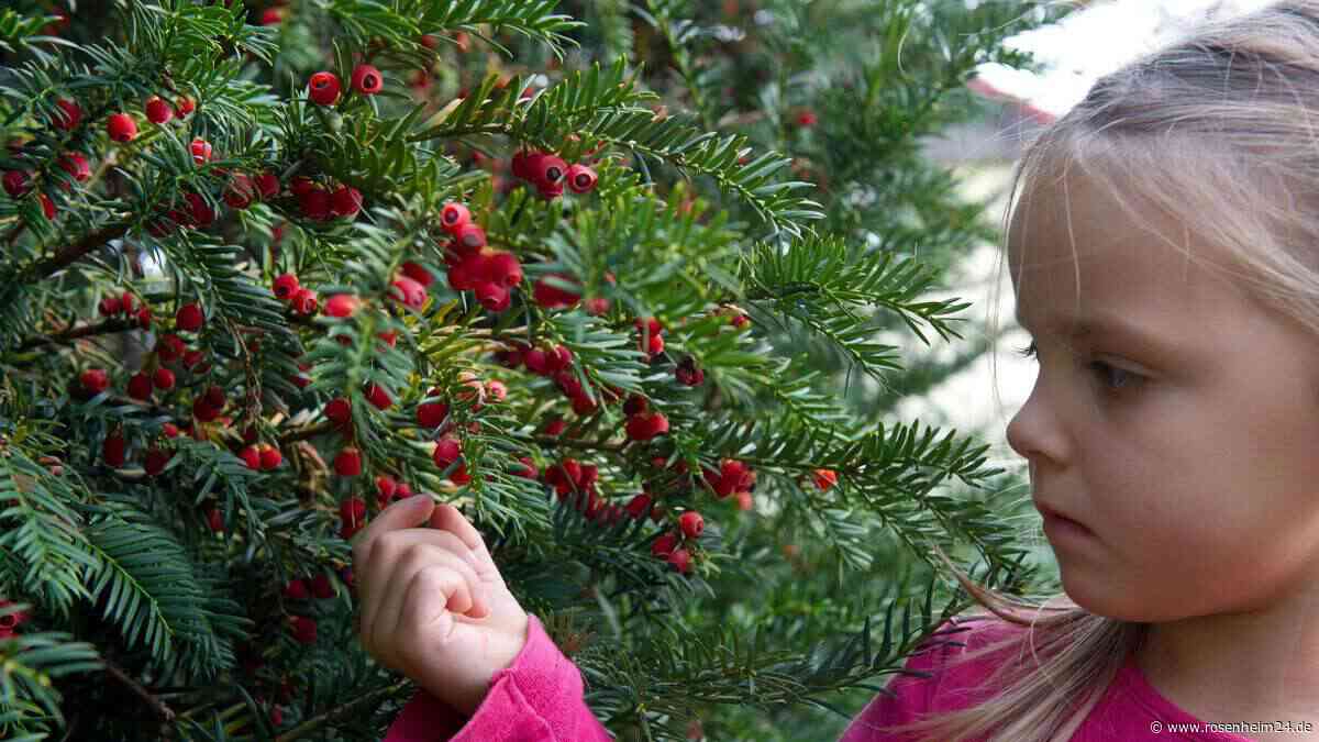 Gefährliche Gartenpflanzen: Wie Ihr Eure Kinder vor Vergiftungen schützt - und im Notfall reagiert