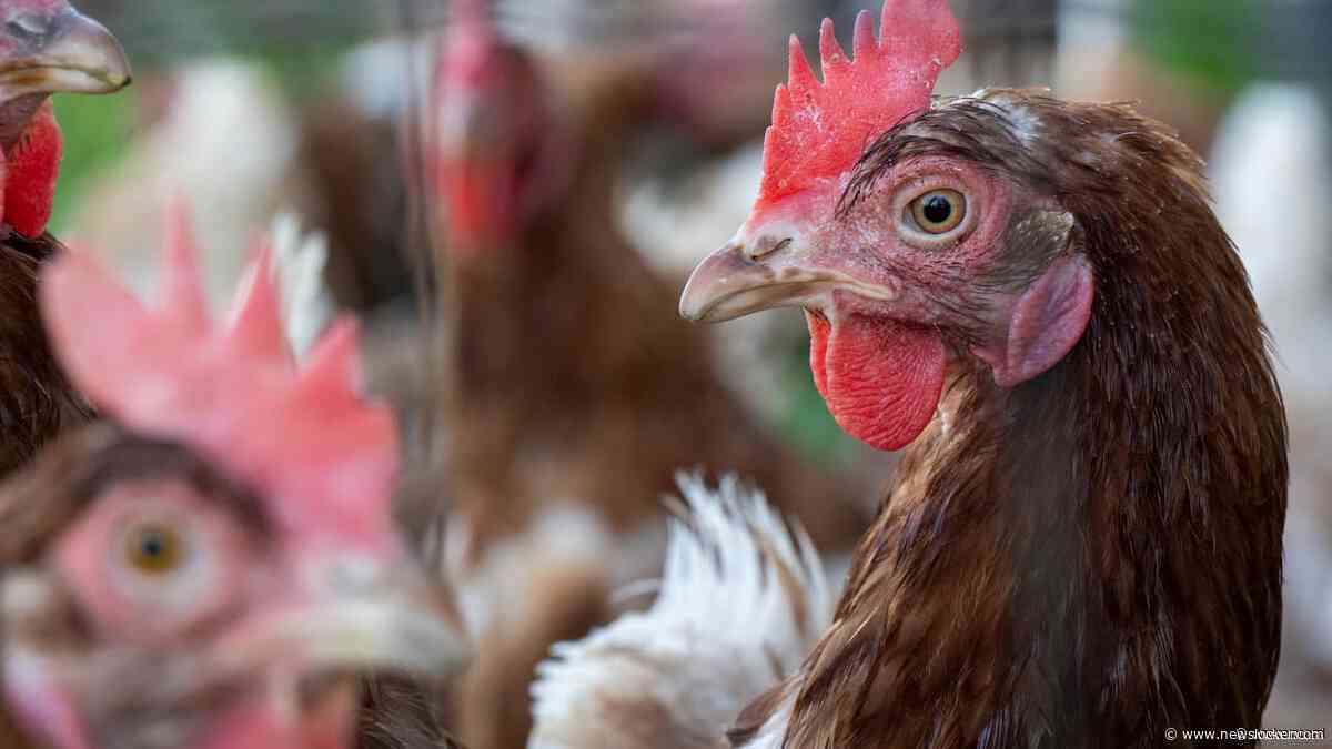 50.000 kippen omgekomen bij brand kippenhouderij in Limburgs dorp Heibloem