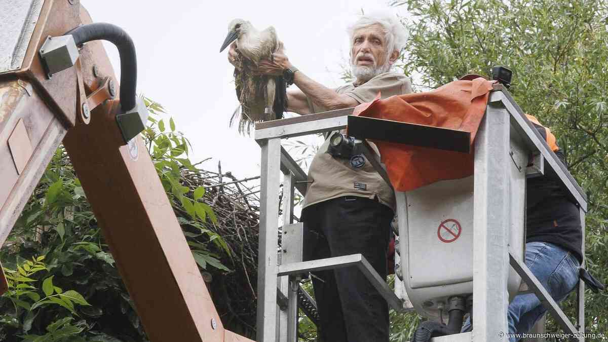 Braunschweiger Jungstörche wachsen in besonderem Nest auf