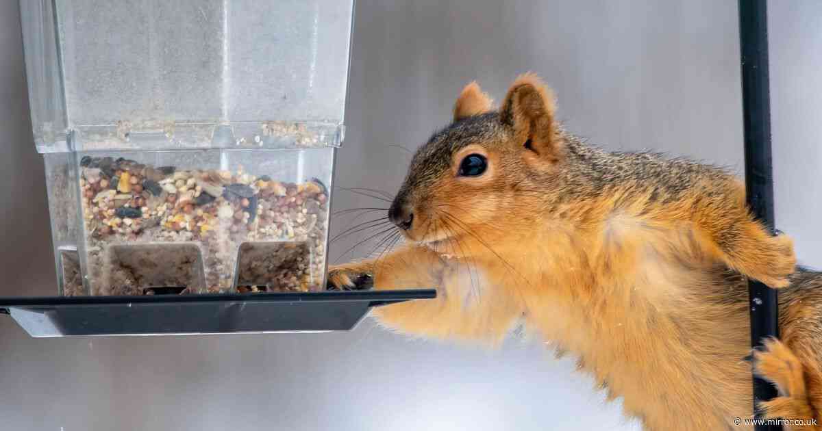 UK garden birds' favourite foods and how to stop squirrels stealing them