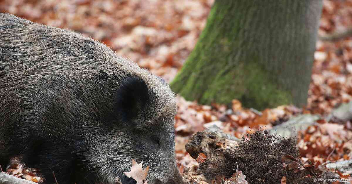 Erstmals Afrikanische Schweinepest in NRW nachgewiesen