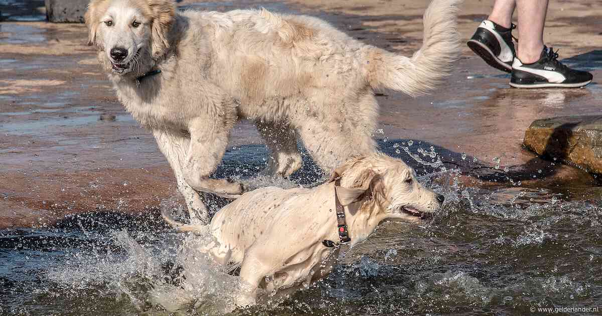 Honden ziek na zwemmen in deze vijvers: waterschap grijpt in