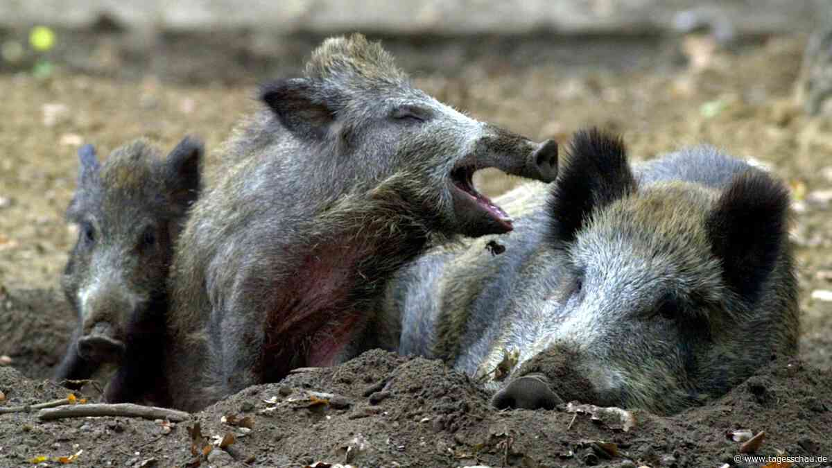 Erster Fall von Afrikanischer Schweinepest in NRW