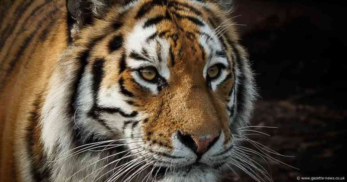 Colchester Zoo's 'crowd-favourite' Amur Tiger turns six years old