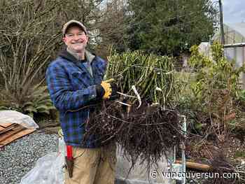 Brian Minter: The best, most varied roses available from this award-winning Langley gardener