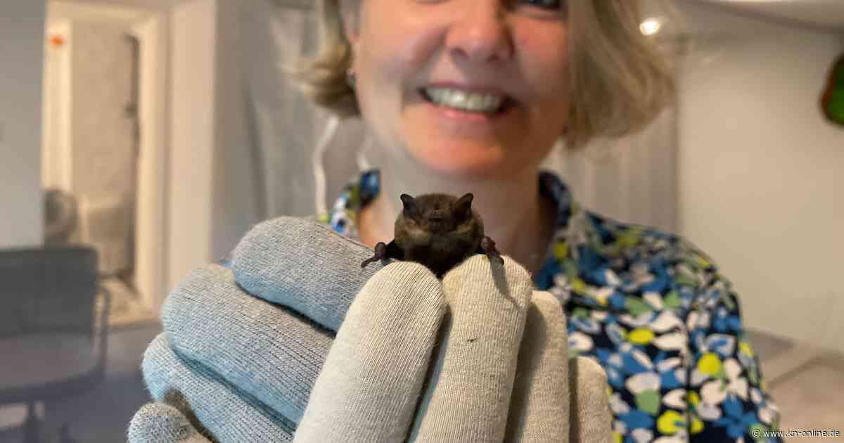 Fledermaus in Not: Hilfe aus Henstedt-Ulzburg
