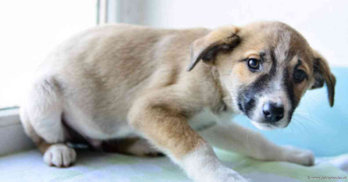 ‘Angstige puppy’s’ hadden het niet zo slecht, toch krijgt vrouw straf: ‘Ik ben geen fokker’