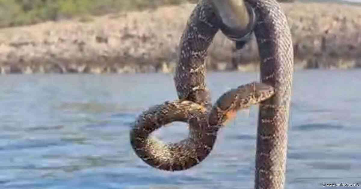 Ibiza snake plague has tourists 'too scared to swim' as 6ft beasts seen in sea