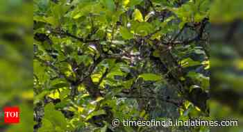 Optical illusion: Spot the hidden hummingbird in this serene forest scene