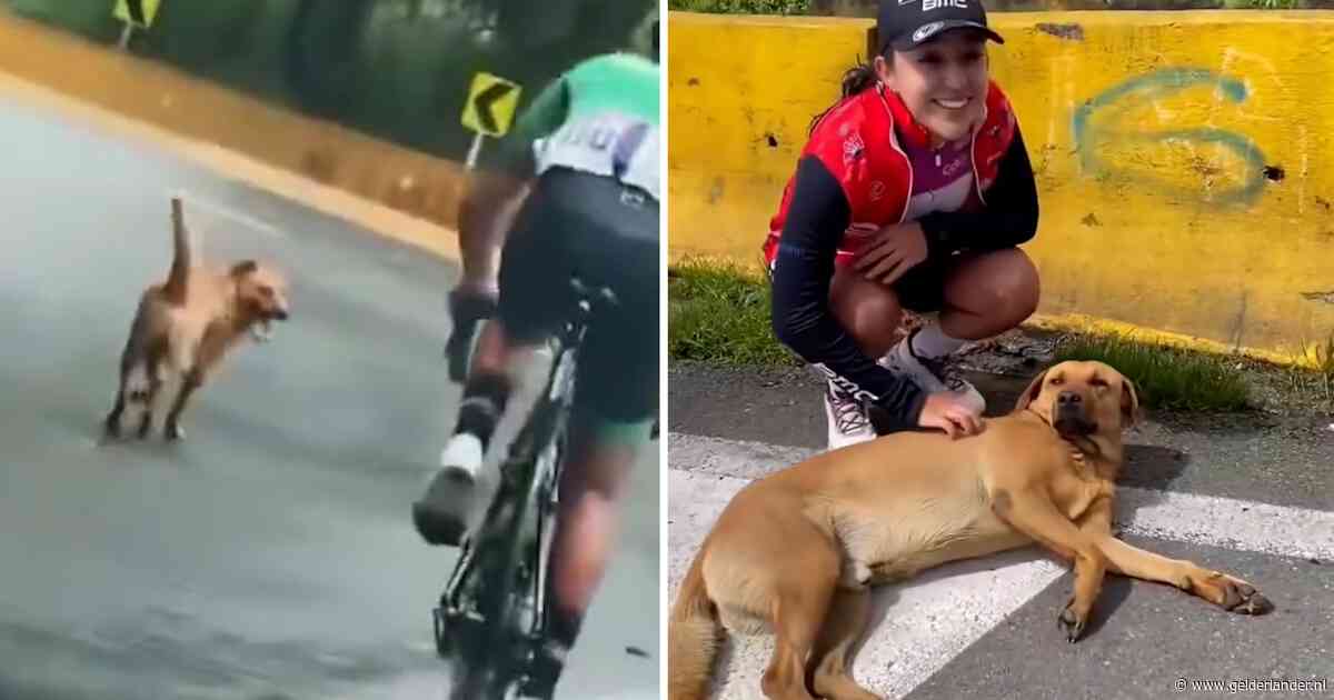 KIJK | Hond rent mee op slotklim koninginnenrit in Colombia