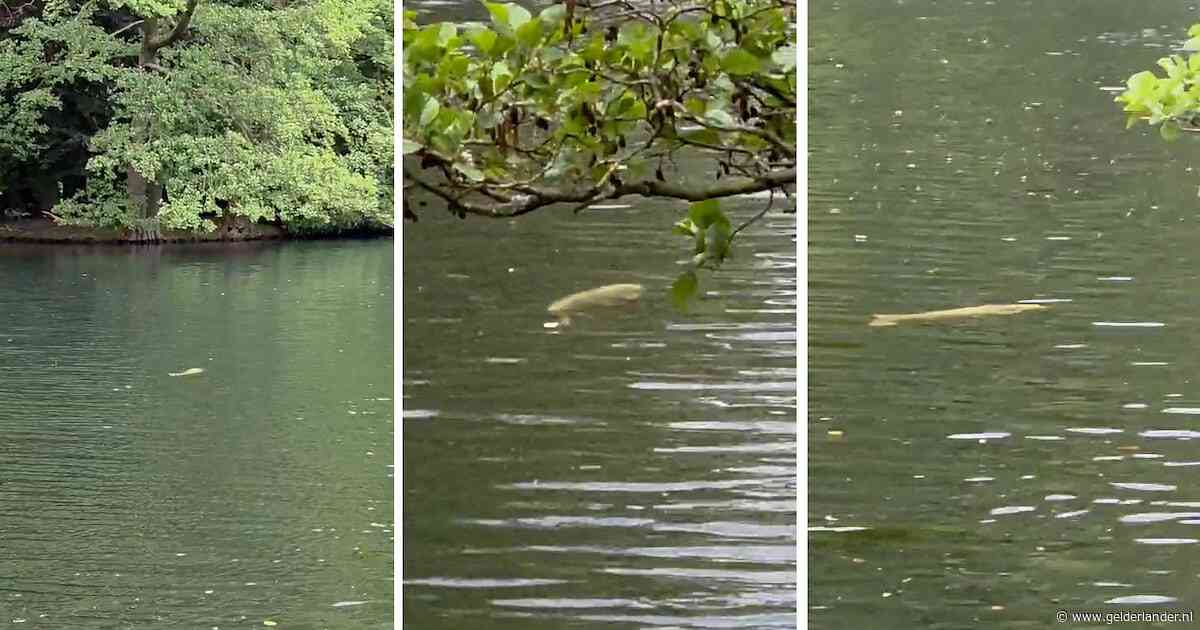 Koikarper zwemt in de vijver bij Park Sonsbeek (en dat mag niet)