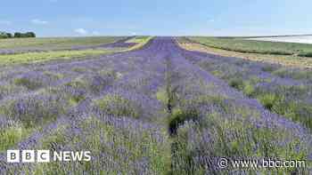 Lavender fields open a week early after dry spring