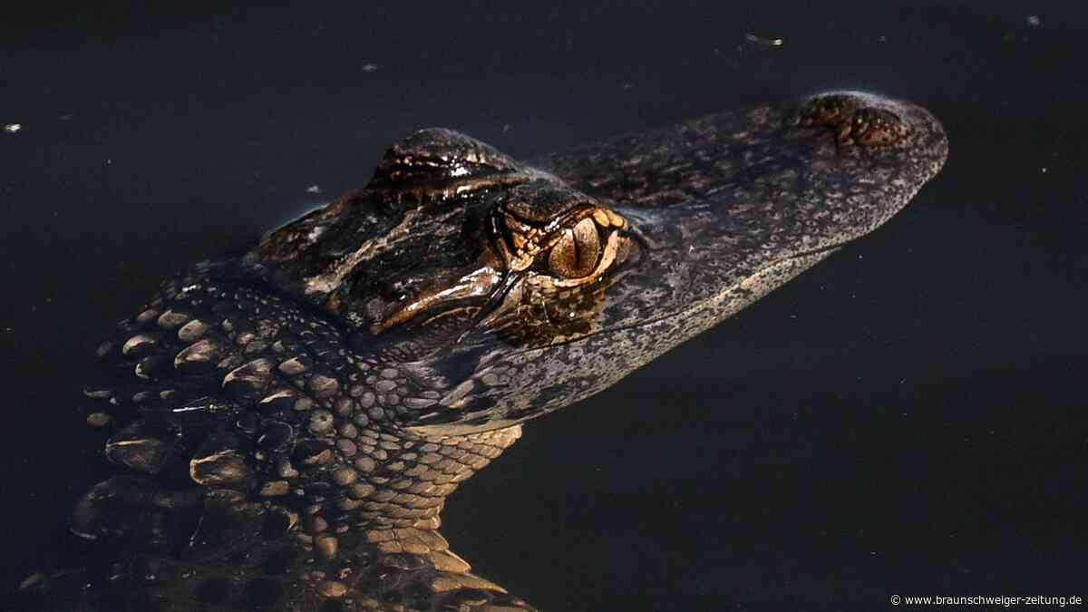 Vechta sucht nach einem Alligator