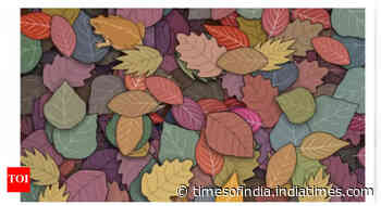 Optical illusion: Think you have sharp eyesight? Spot the frog in this picture
