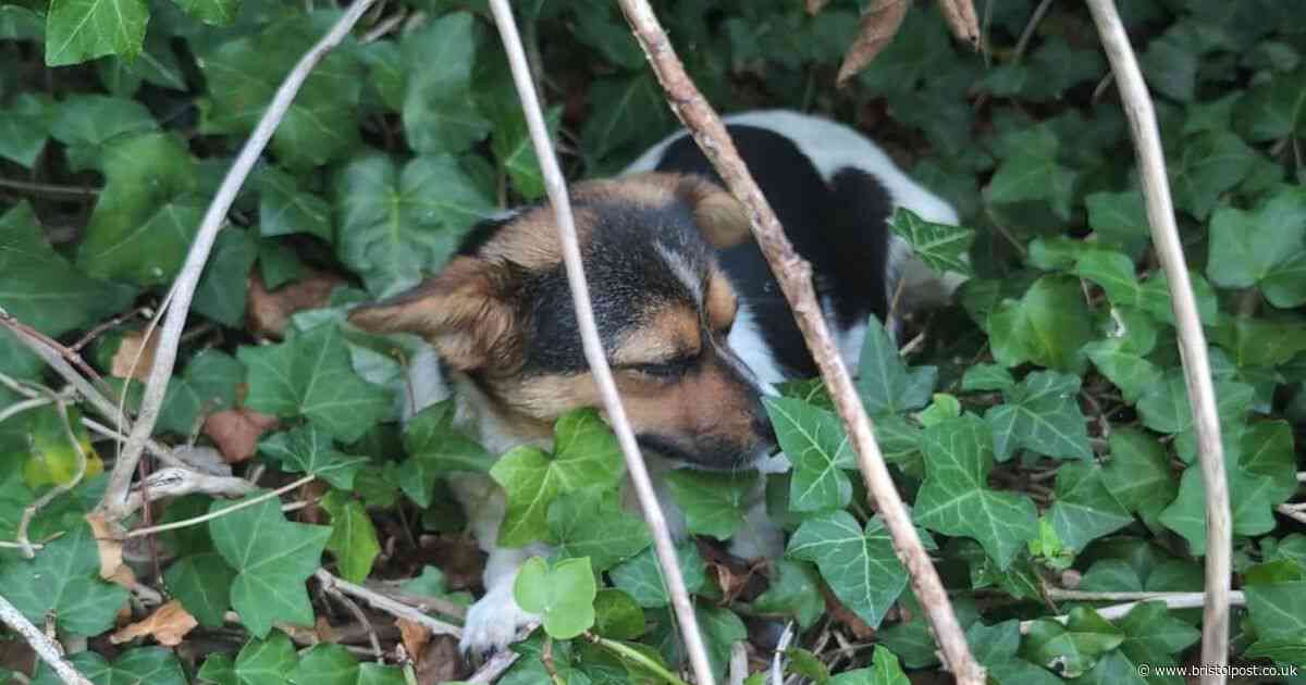 Pregnant dog abandoned on the Downs saved by cat charity