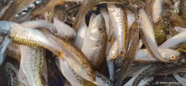 Department of Natural Resources stocks Clare Lake and 11 others with striped bass