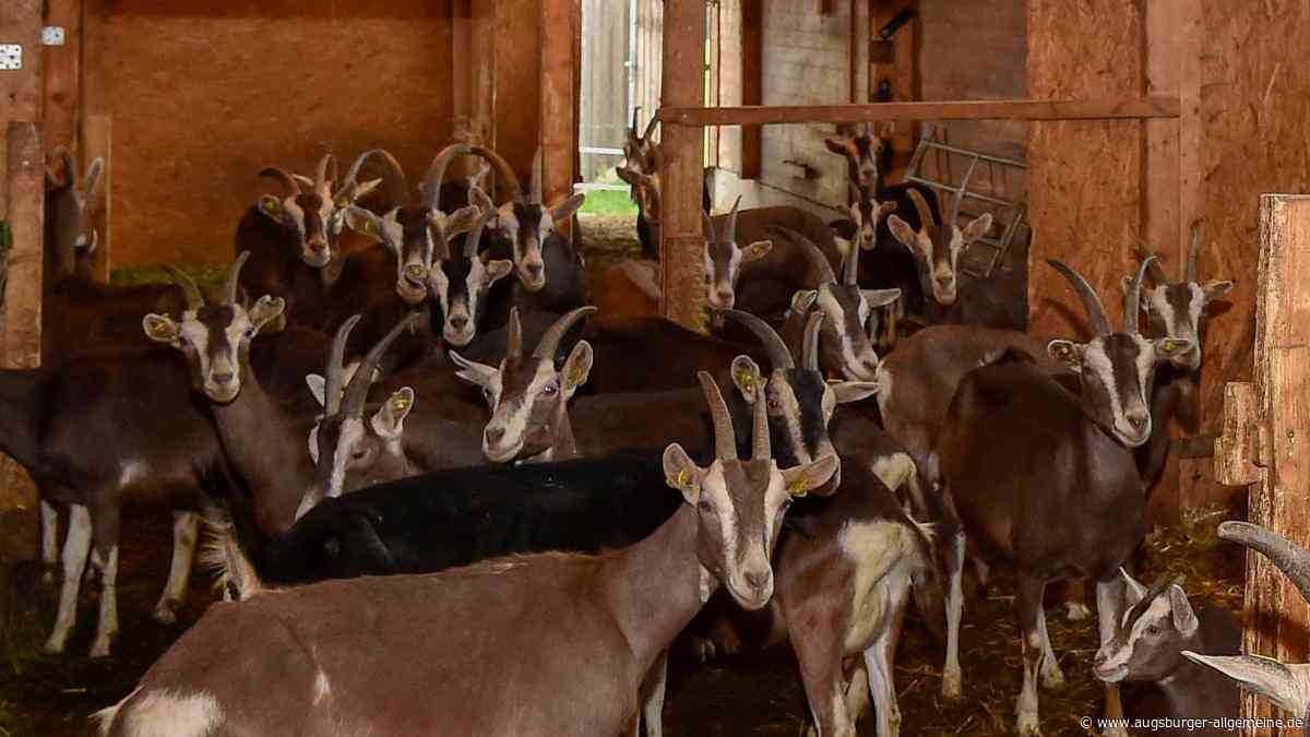 80 tote Ziegen gefunden: So planen die Betreiber des geschlossenen Hofs den Neuanfang
