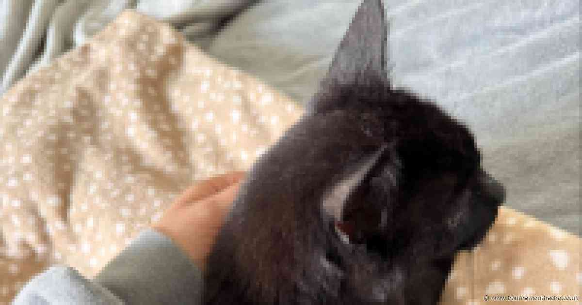Cat shot with air rifle left with life-changing injuries after 'horrific' attack